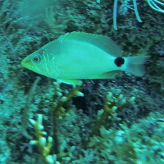 Hypoplectrus unicolor