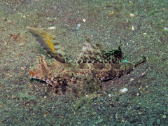 Dactylopus dactylopus