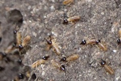 Nasutitermes corniger