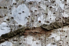 Nasutitermes corniger