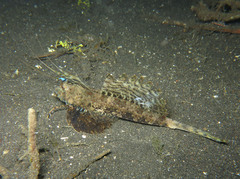 Dactylopus dactylopus