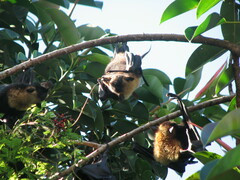 Pteropus conspicillatus