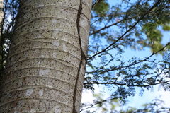 Nasutitermes corniger