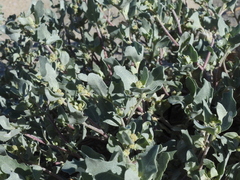 Atriplex laciniata