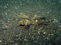 Dactylopus dactylopus