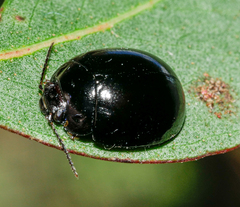 Paropsisterna fontaniva