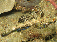 Dactylopus dactylopus