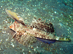 Dactylopus kuiteri