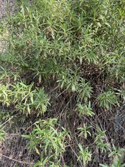 Diplacus longiflorus