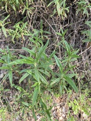 Diplacus longiflorus