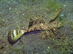 Dactylopus kuiteri