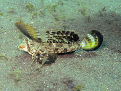 Dactylopus kuiteri