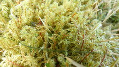 Rhytidiadelphus squarrosus