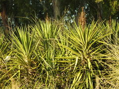 Yucca gloriosa