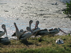 Pelecanus conspicillatus