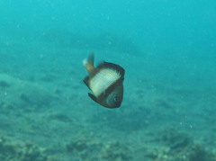 Dascyllus reticulatus