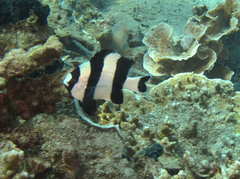 Dascyllus melanurus