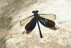 Euphaea basalis