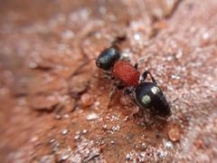 Darditilla debilis