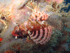 Dendrochirus brachypterus