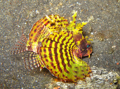 Dendrochirus brachypterus