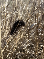 Hypercompe scribonia