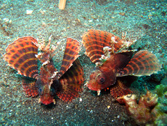 Dendrochirus brachypterus