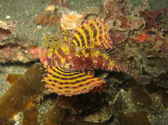 Dendrochirus brachypterus