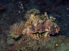 Dendrochirus brachypterus