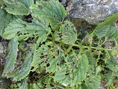 Urtica australis