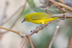 Zosterops senegalensis