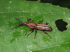 Arrhenodini