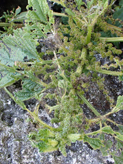 Urtica australis