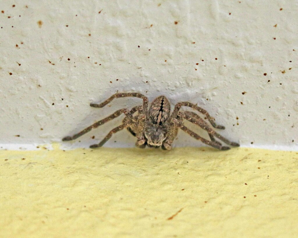 Giant Crab Spider from Pima County, AZ, USA on February 17, 2023 at 12: