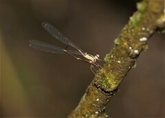 Protosticta kinabaluensis