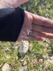 Thysanocarpus curvipes