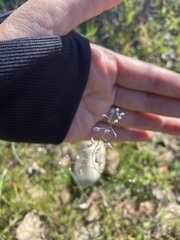 Thysanocarpus curvipes