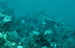 Carcharhinus perezii