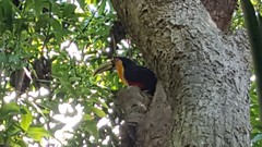 Ramphastos dicolorus