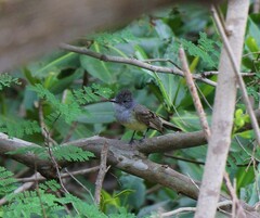 Myiarchus phaeocephalus