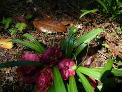 Camellia japonica