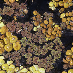 Azolla caroliniana