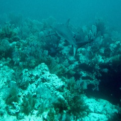 Carcharhinus perezii