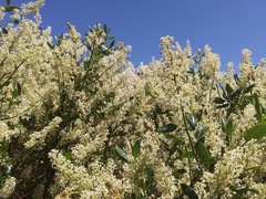 Ceanothus integerrimus