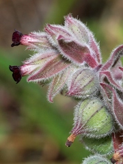 Nonea vesicaria