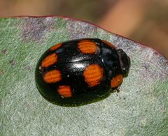 Paropsisterna fontaniva