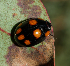 Paropsisterna fontaniva