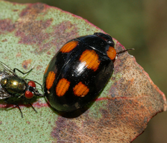 Paropsisterna fontaniva