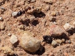 Myrmecocystus melliger