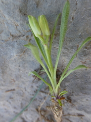 Erysimum sylvestre